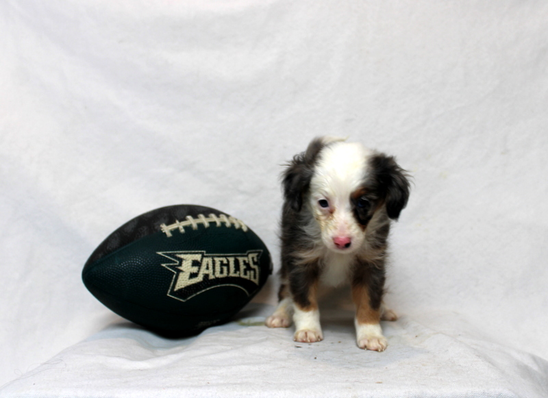 puppy, for, sale, Mini Bernedoodle F2, Matthew B. Stoltzfus, dog, breeder, Gap, PA, dog-breeder, puppy-for-sale, forsale, nearby, find, puppyfind, locator, puppylocator, aca
